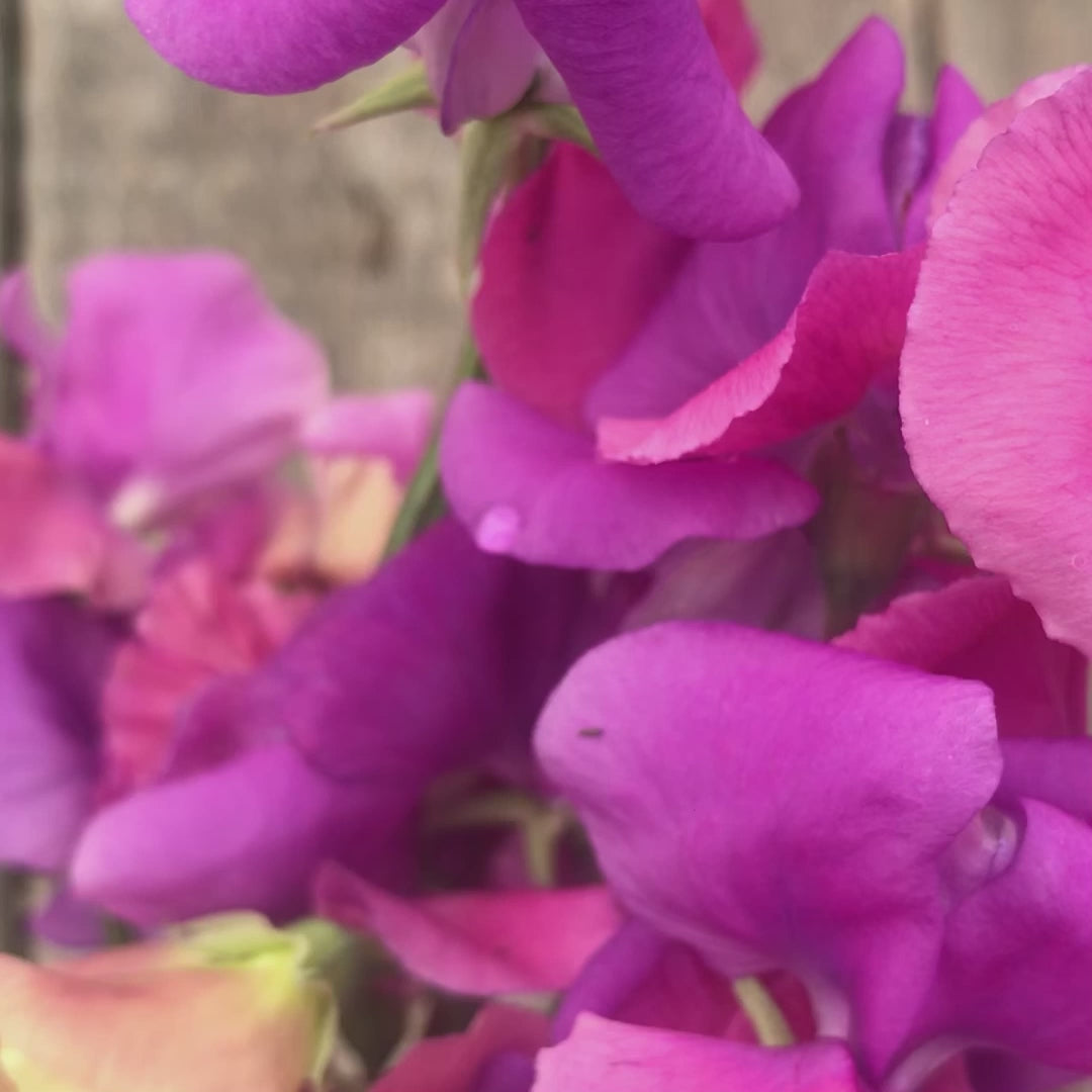 Sweet Pea 'Claire Mitchell' Flowers Bouquet