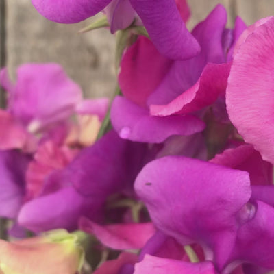 Sweet Pea 'Claire Mitchell' Flowers Bouquet