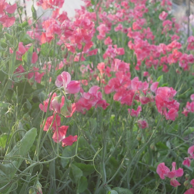 Happy Birthday Sweet Pea Flower Field