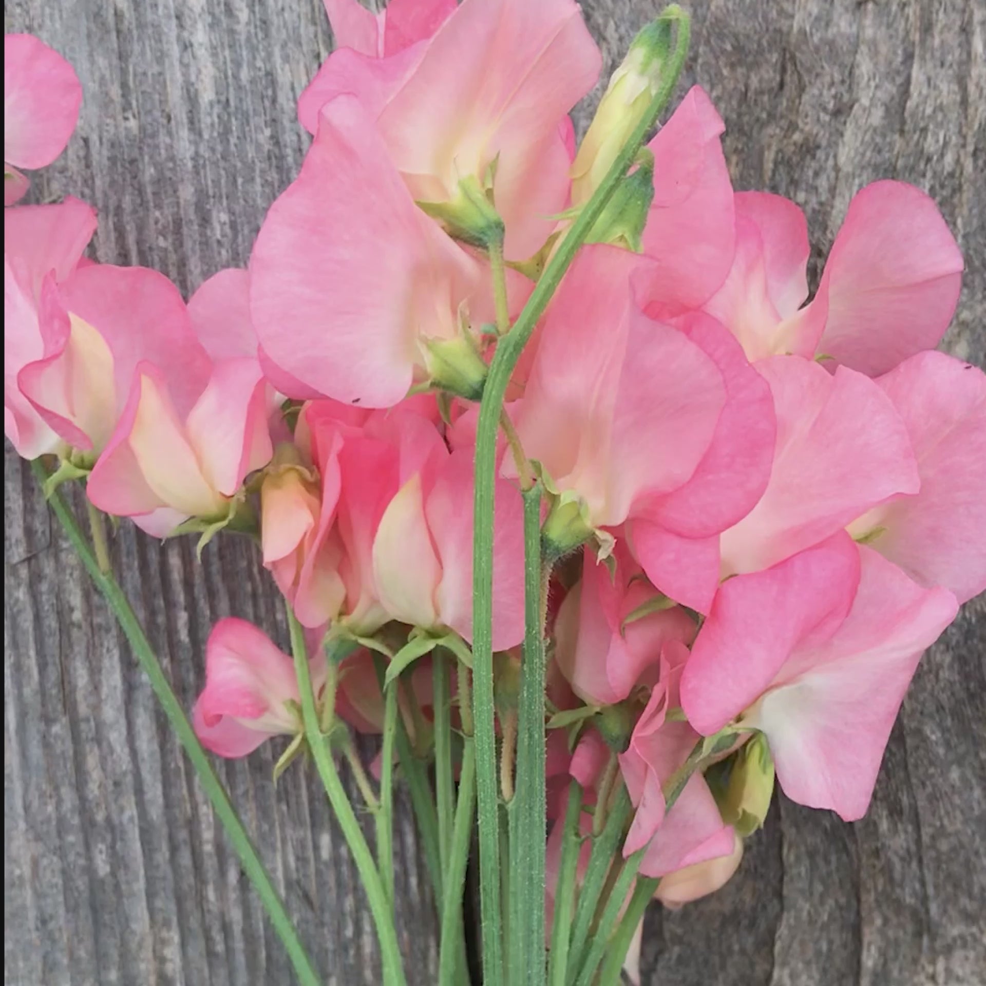 Video of 'Patti' sweet pea flowers in a loose bouquet