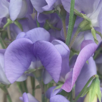 Lady Grisel Hamilton Sweet Pea Bouquet