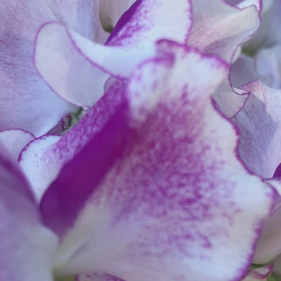 Lady Nicholson Sweet Pea Flower Bouquet