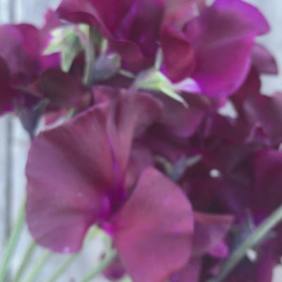 Magnificent Maroon sweet pea (Lathyrus odoratus), a summer-flowering Spencer variety with large, velvety deep maroon blossoms, gently ruffled petals, and long stems ideal for cut flower arrangements.