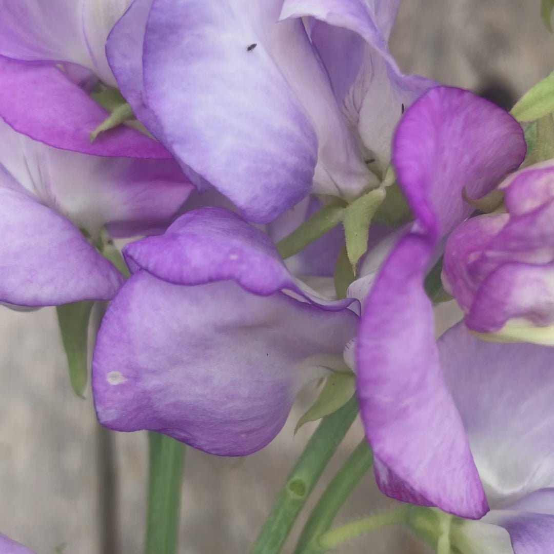 video of 'Butterfly' sweet pea flowers