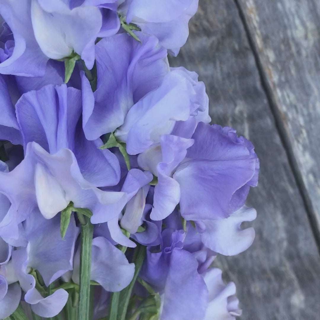 Charlie's Angel Sweet Pea Flowers