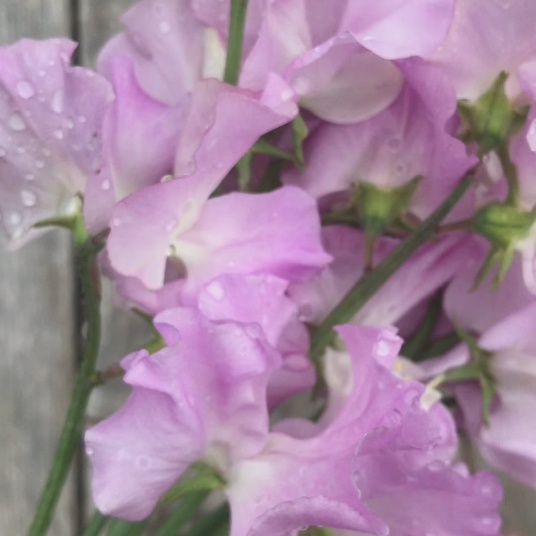 a video of a small bouquet of 'Lilac Romance' sweet pea flowers