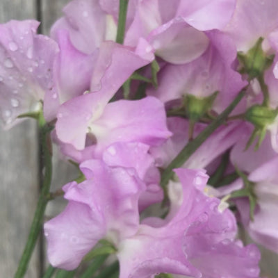 a video of a small bouquet of 'Lilac Romance' sweet pea flowers