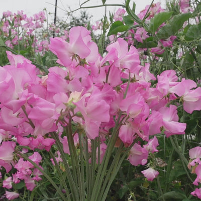 Gwendoline Sweet Pea Flower Bouquet