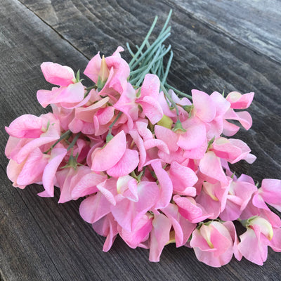Video of Emily Sweet Pea Flowers 