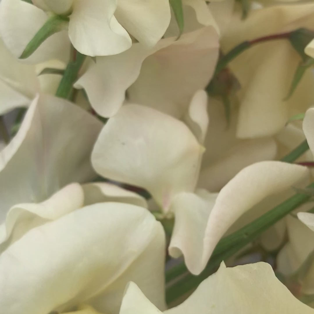 Video of Juliet sweet pea flowers with creamy petals and a soft blush tint, gently moving to show their romantic color and texture.