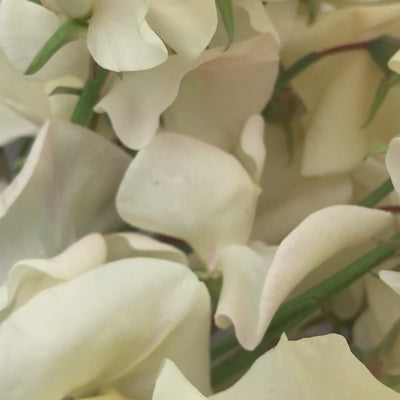 Video of Juliet sweet pea flowers with creamy petals and a soft blush tint, gently moving to show their romantic color and texture.
