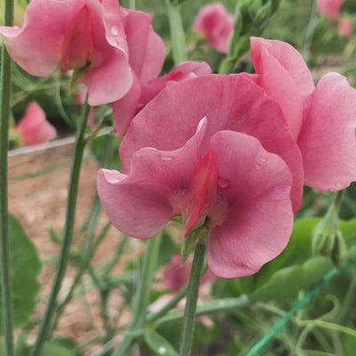 Video of Kings Ransom Sweet Pea Flowers (new)