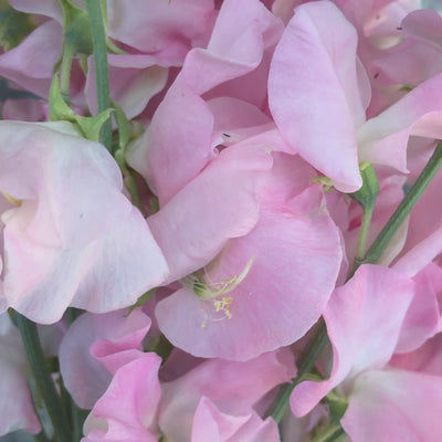 Pink Panther Sweet Pea Flowers