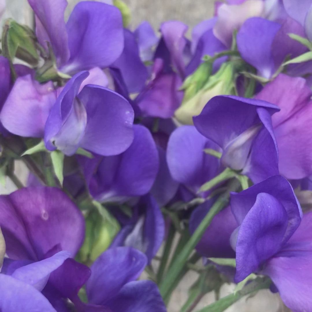 Video of a freshly cut bunch of Sweet Pea 'Adorabel' showing lavender blooms that mature to mauve-blue.