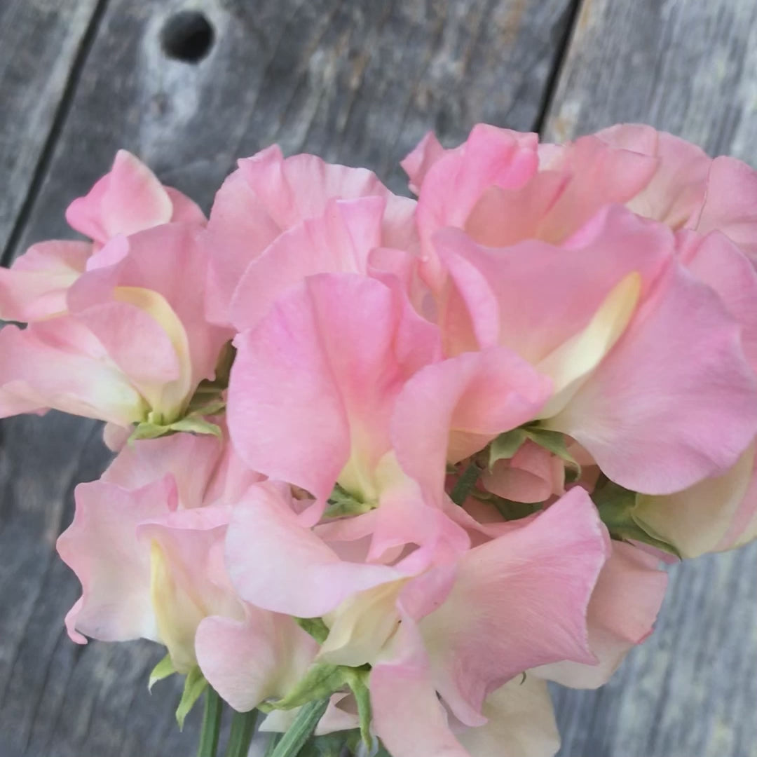 Heaven Scent Sweet Pea Flowers