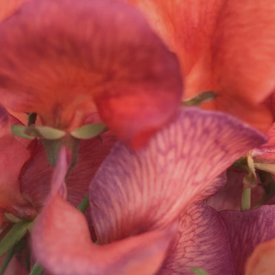 Video of freshly cut Blue Vein sweet pea flowers showing their coral petals and evolving purple veining as they age.