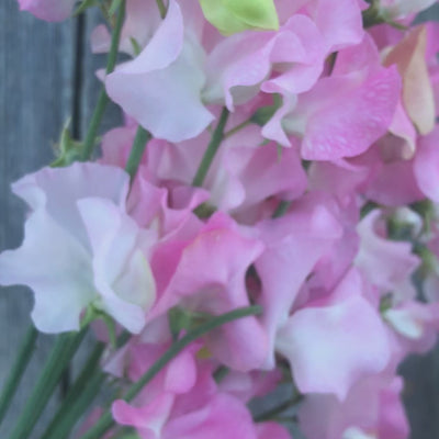 Video of a freshly cut bouquet of Sweet Pea ‘Amy Dowden’, showing its ruffled white flowers, soft pink edges, and long stems.