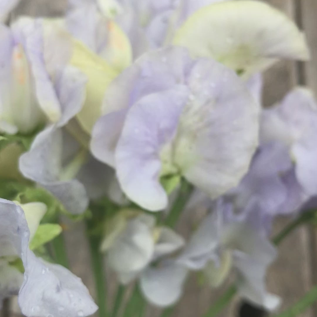 Small bouquet of Cilla sweet pea flowers