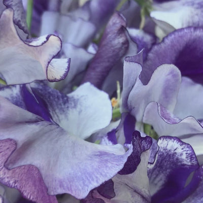 Video of Frances Kate Sweet Pea Flower Bouquet