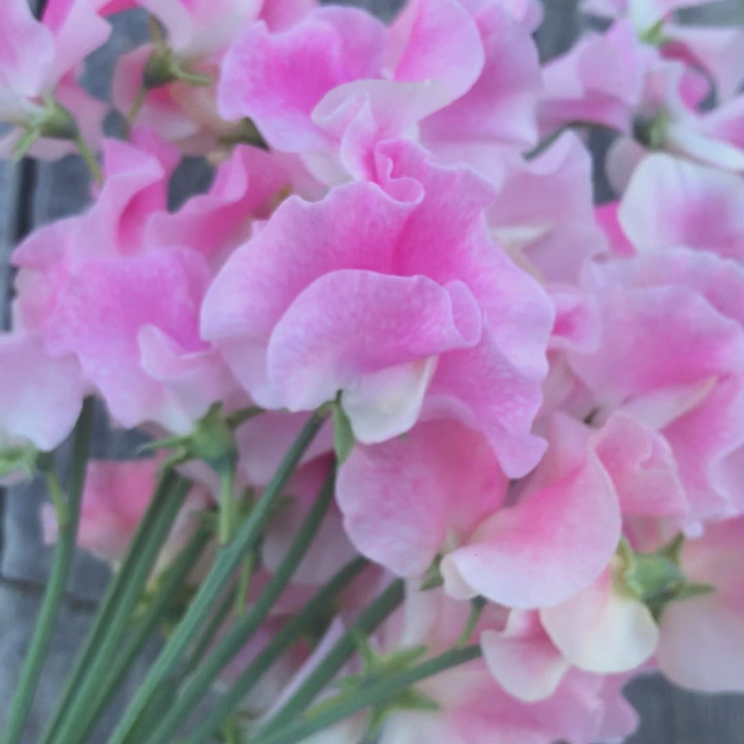 John Gray sweet pea (Lathyrus odoratus), a fragrant summer-flowering Spencer variety featuring large, beautifully ruffled pale pink blossoms with soft white highlights and long stems ideal for cutting and floral arrangements.