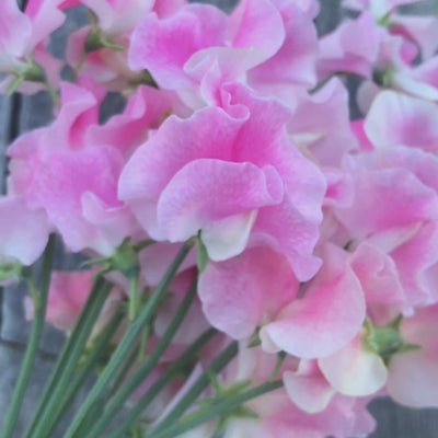 John Gray sweet pea (Lathyrus odoratus), a fragrant summer-flowering Spencer variety featuring large, beautifully ruffled pale pink blossoms with soft white highlights and long stems ideal for cutting and floral arrangements.