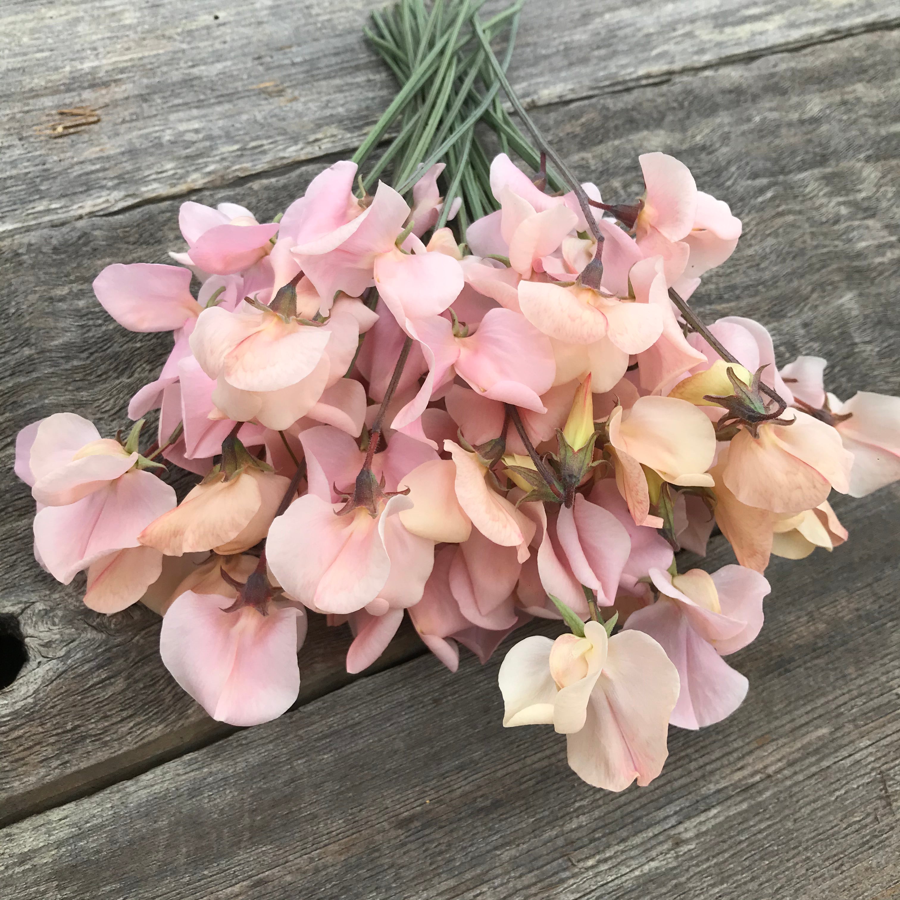 Bouquet of shell pink sweet pea flowers with delicate, pastel petals arranged in a soft, romantic style.