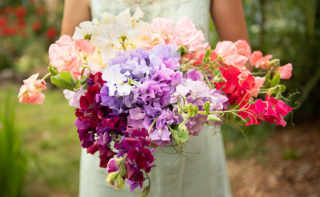 Hand-tied bouquet of heirloom sweet peas in pink, lavender, and cream — grown at Sweet Pea Gardens.