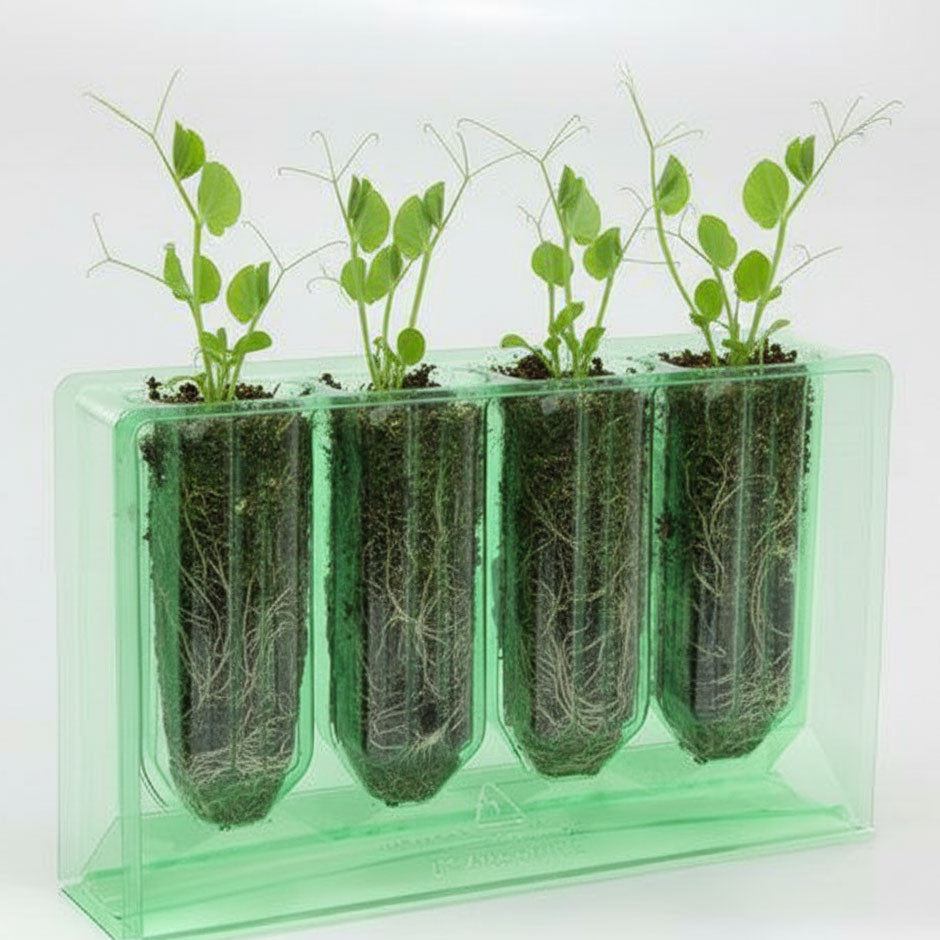 Sweet pea plant starts growing in Rootrainers — healthy young plants ready for transplanting into the spring garden