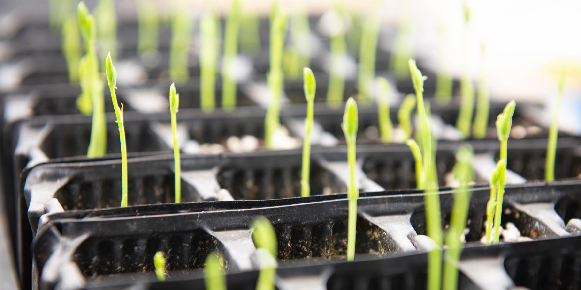 Sweet pea seedlings emerging in Rootrainers seed trays – showing early growth stage for healthy transplants.