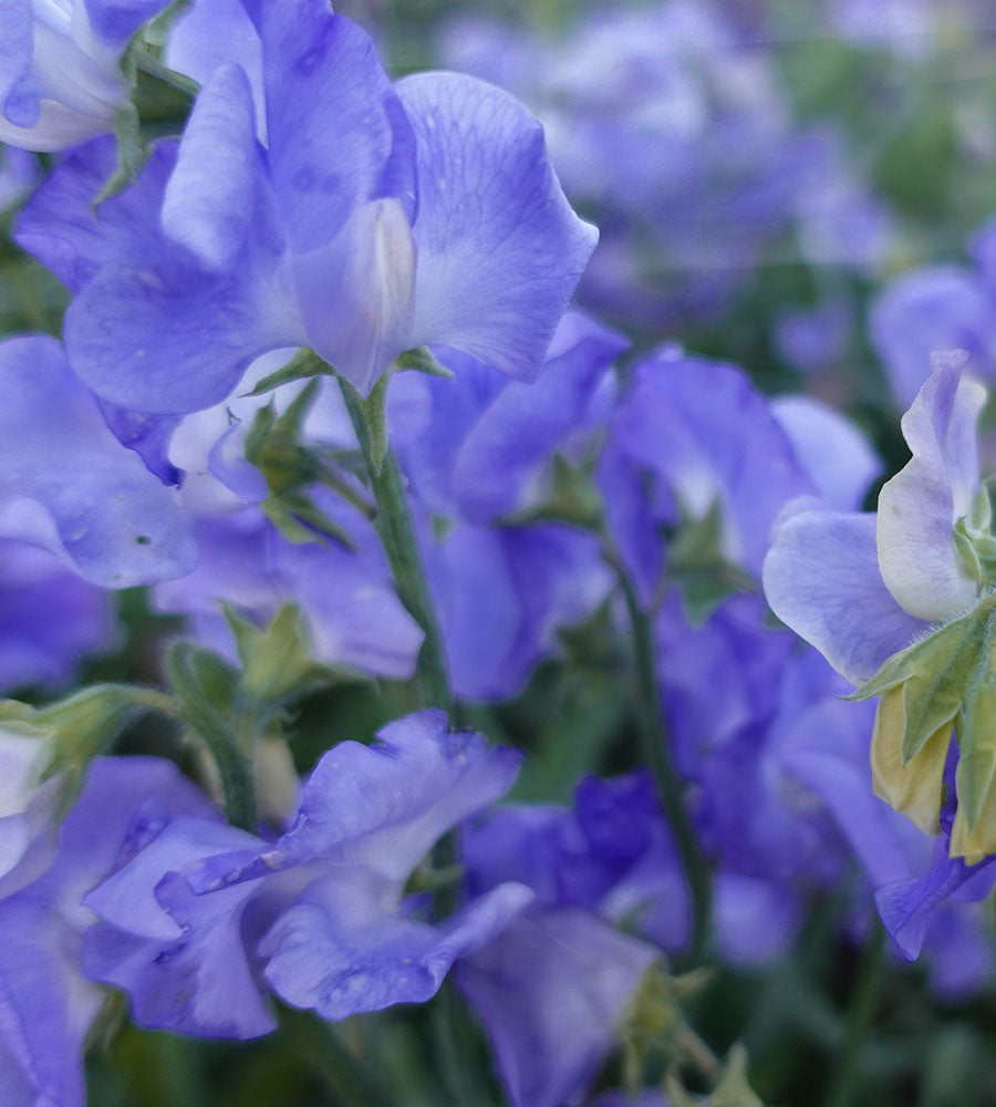 Alison Louise Sweet Pea Flowers