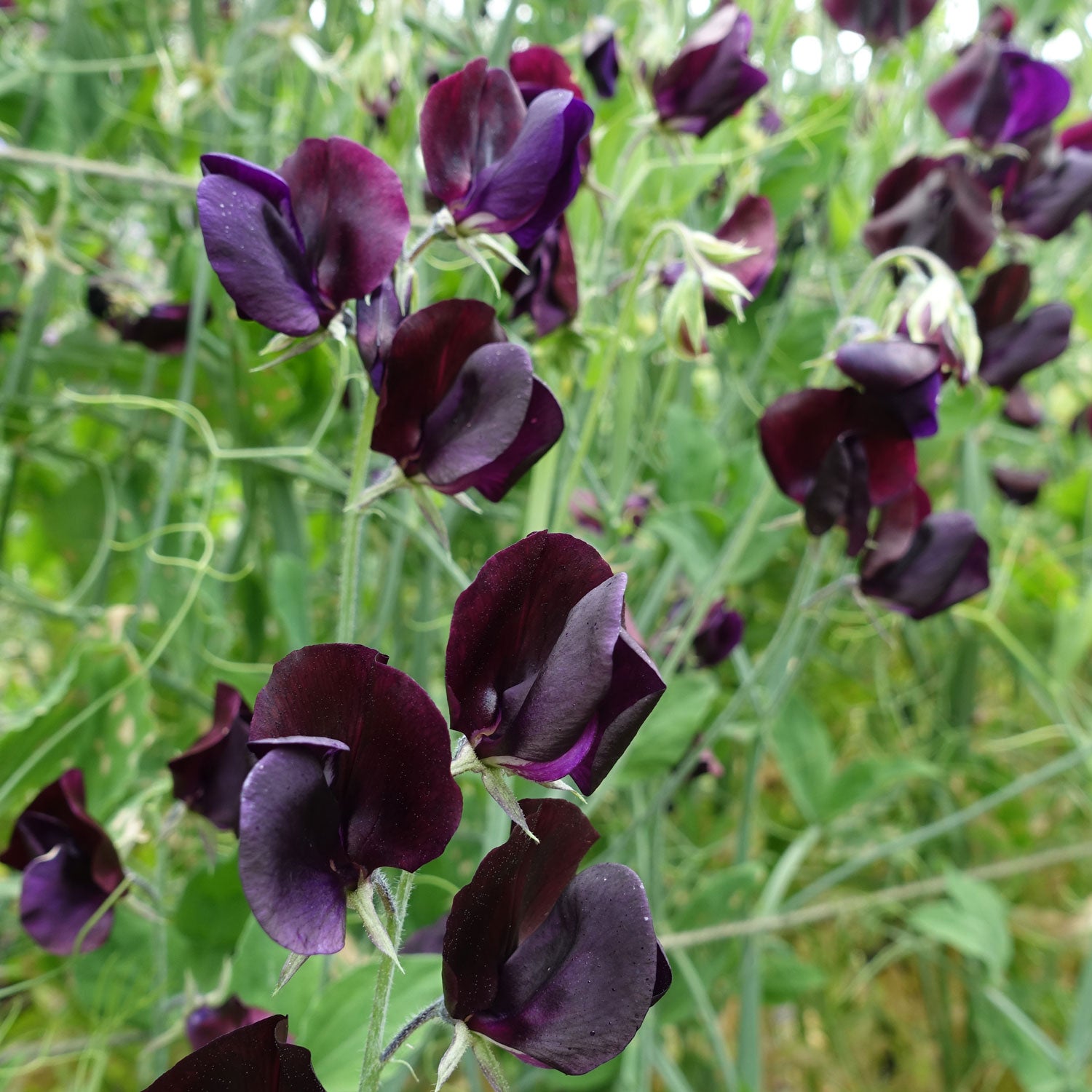 Almost Black Sweet Pea