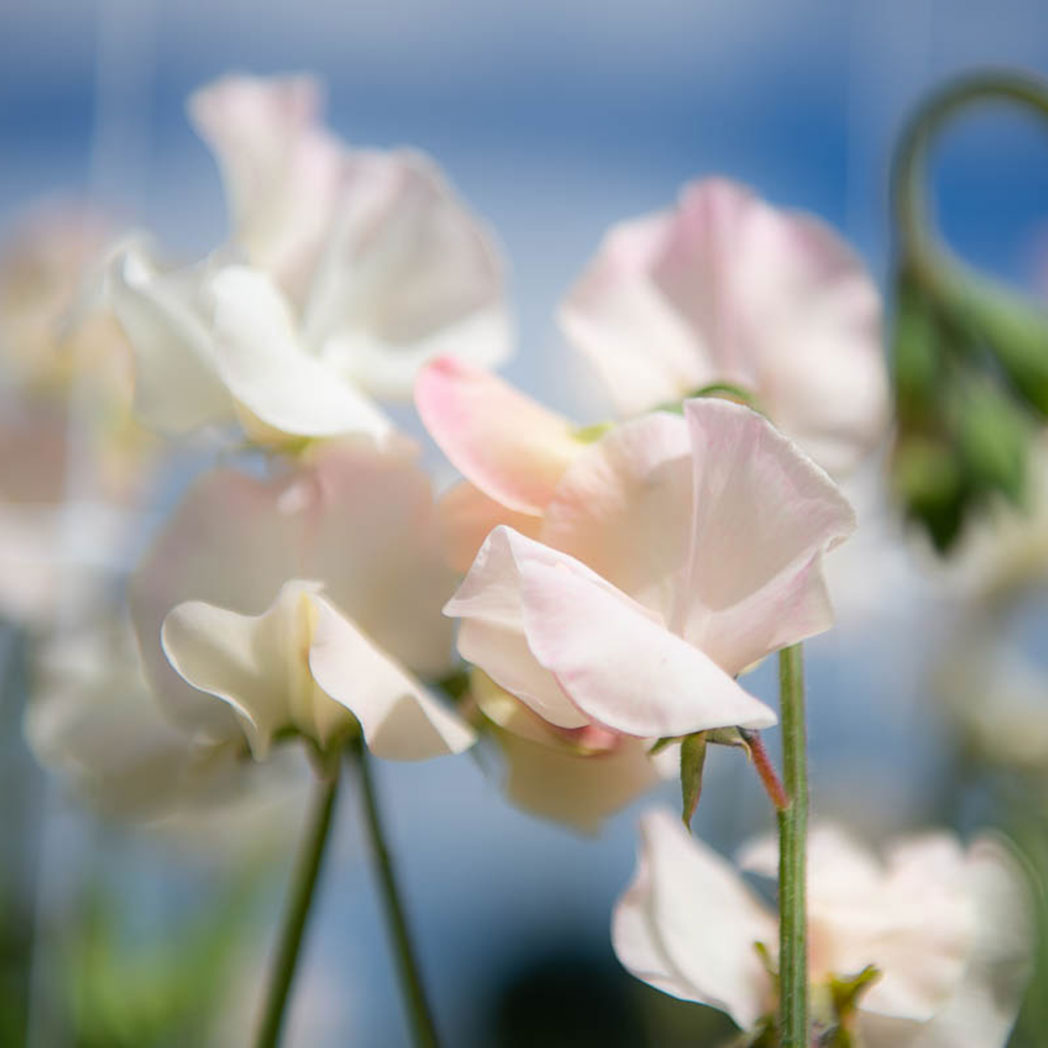 Bix Sweet Pea Flower