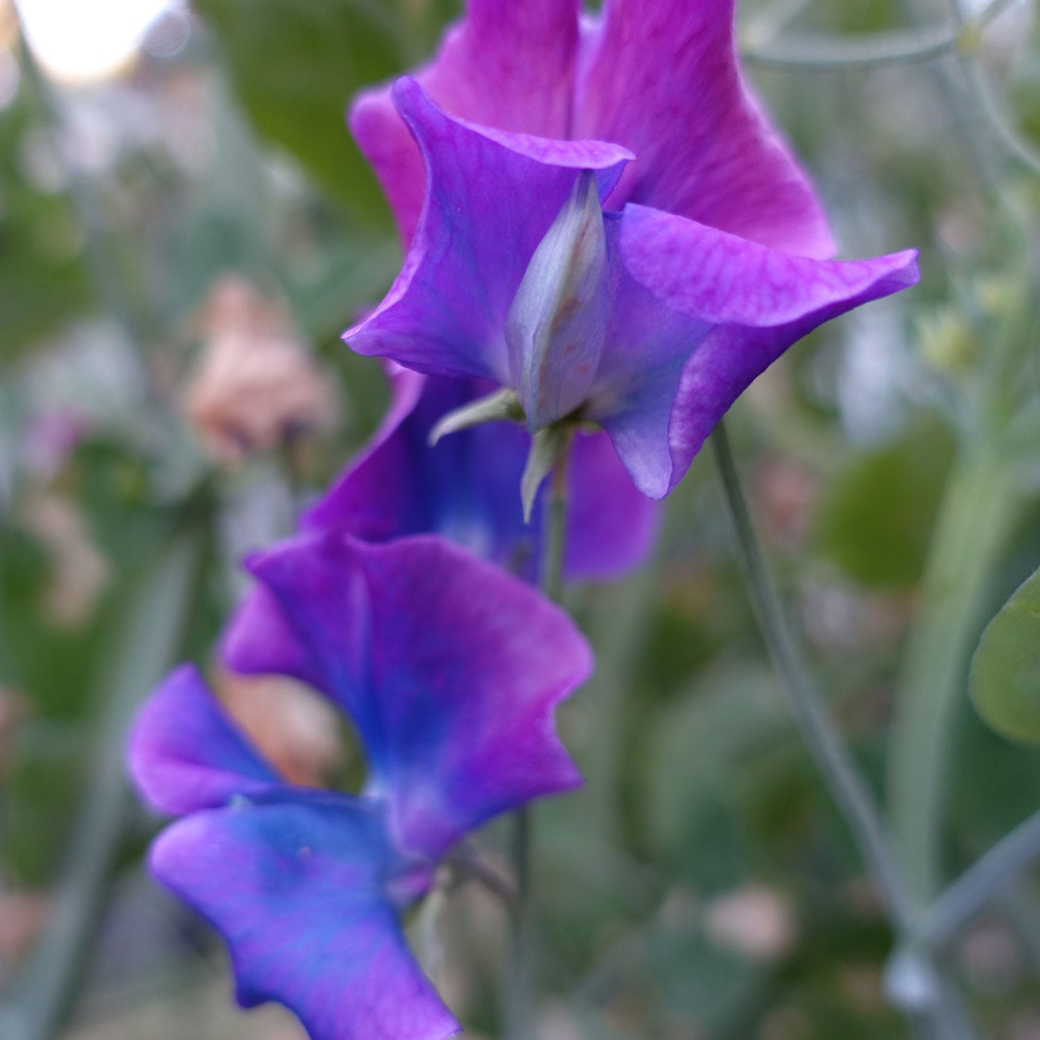 Blue Shift Sweet Pea Color Changing Flowers