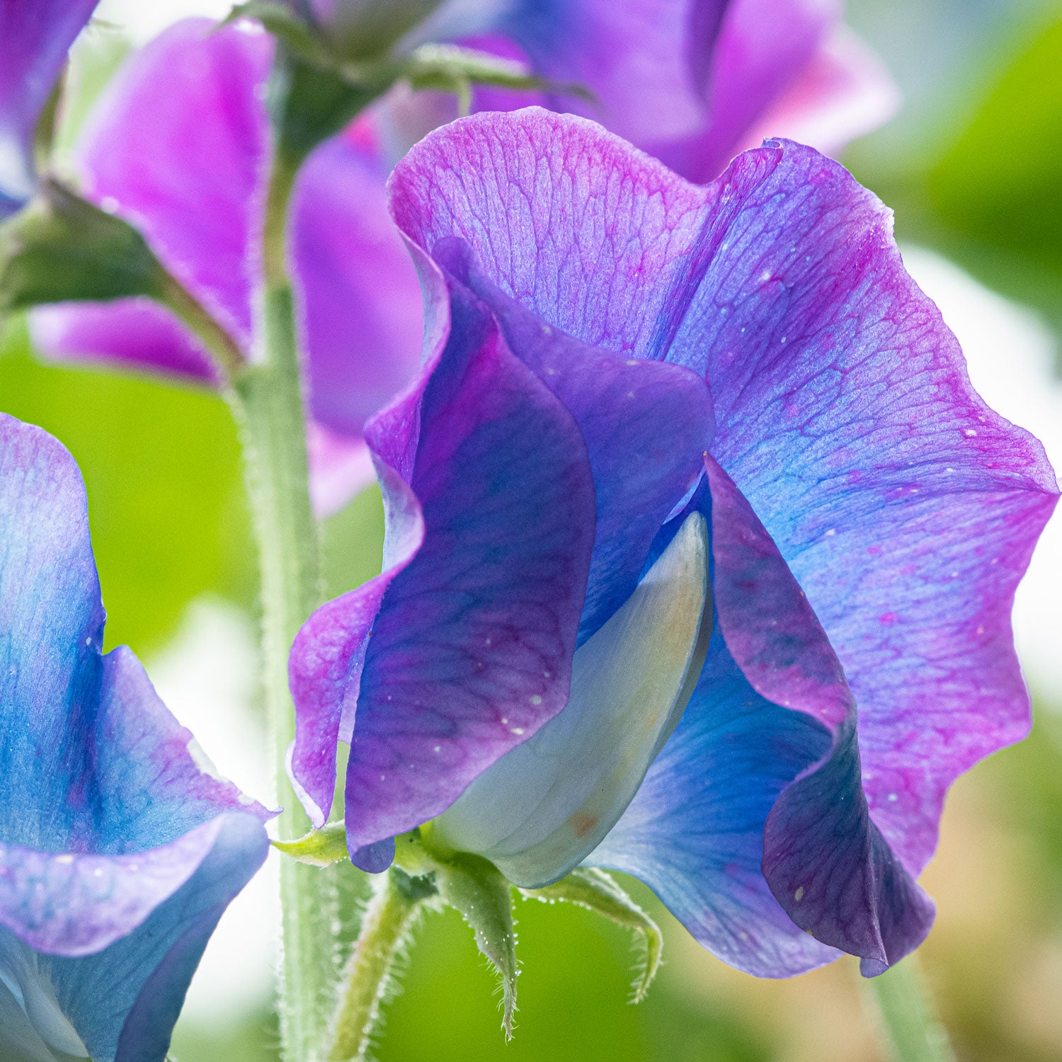 Blue Shift Sweet Pea Flower Close Up Macro