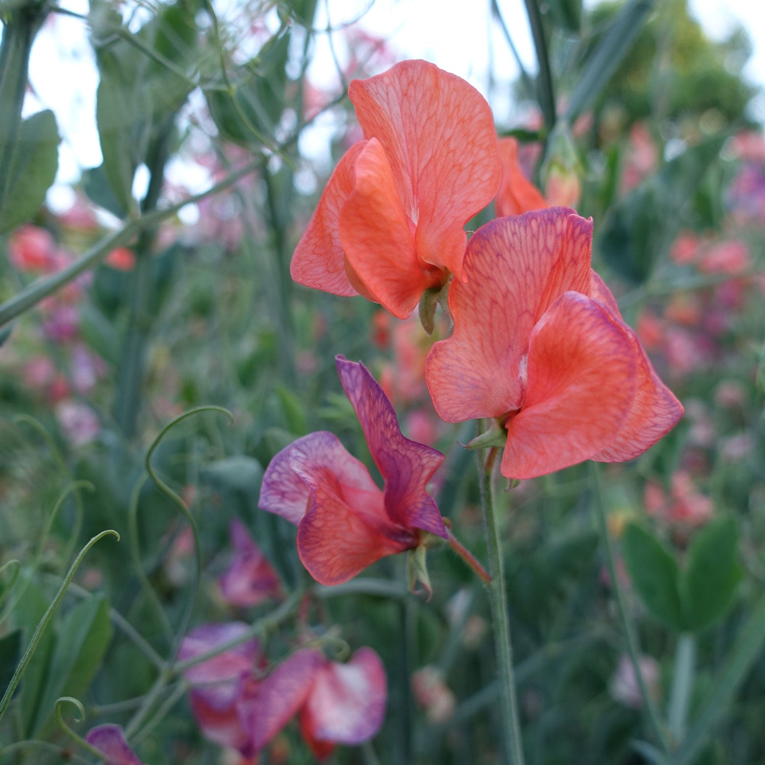 Blue Vein Sweet Pea