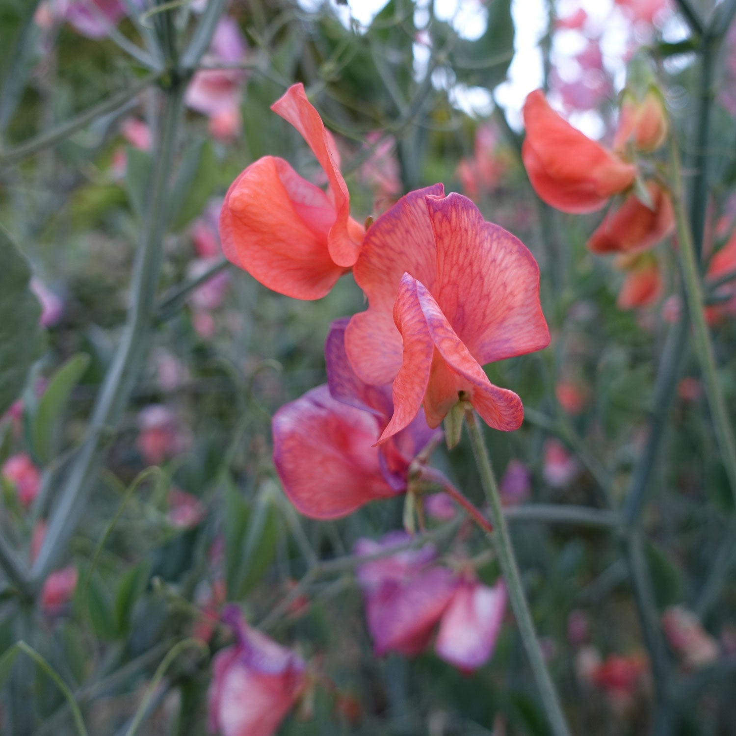 Blue Vein Color Changing Sweet Pea