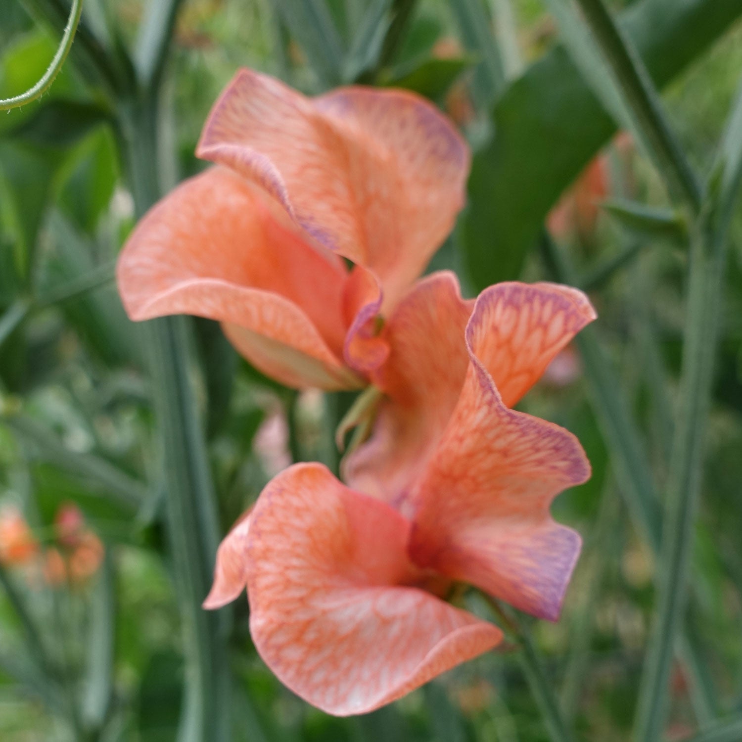 Blue Vein Sweet Pea