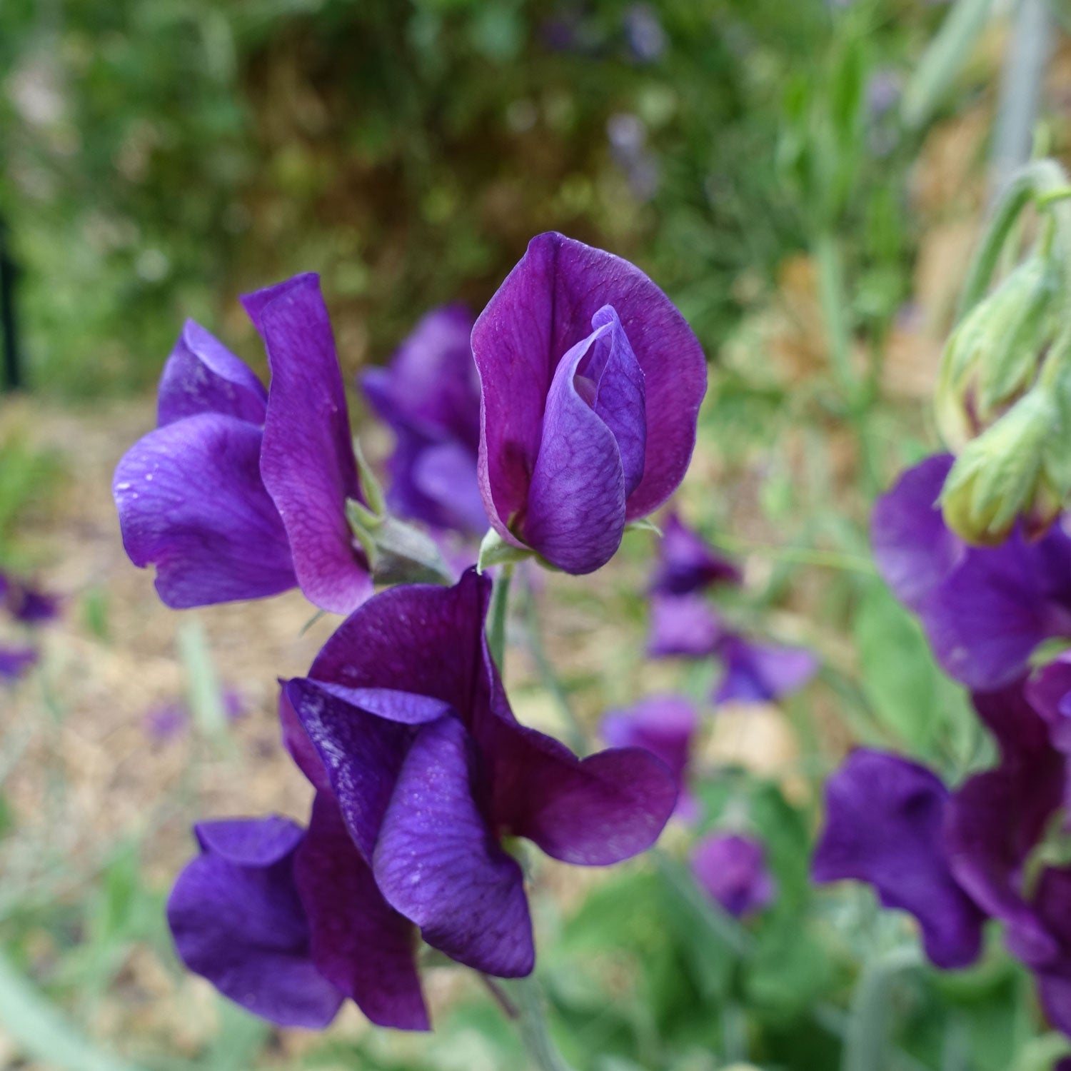 Blue Velvet Sweet Pea Growing on the Vine