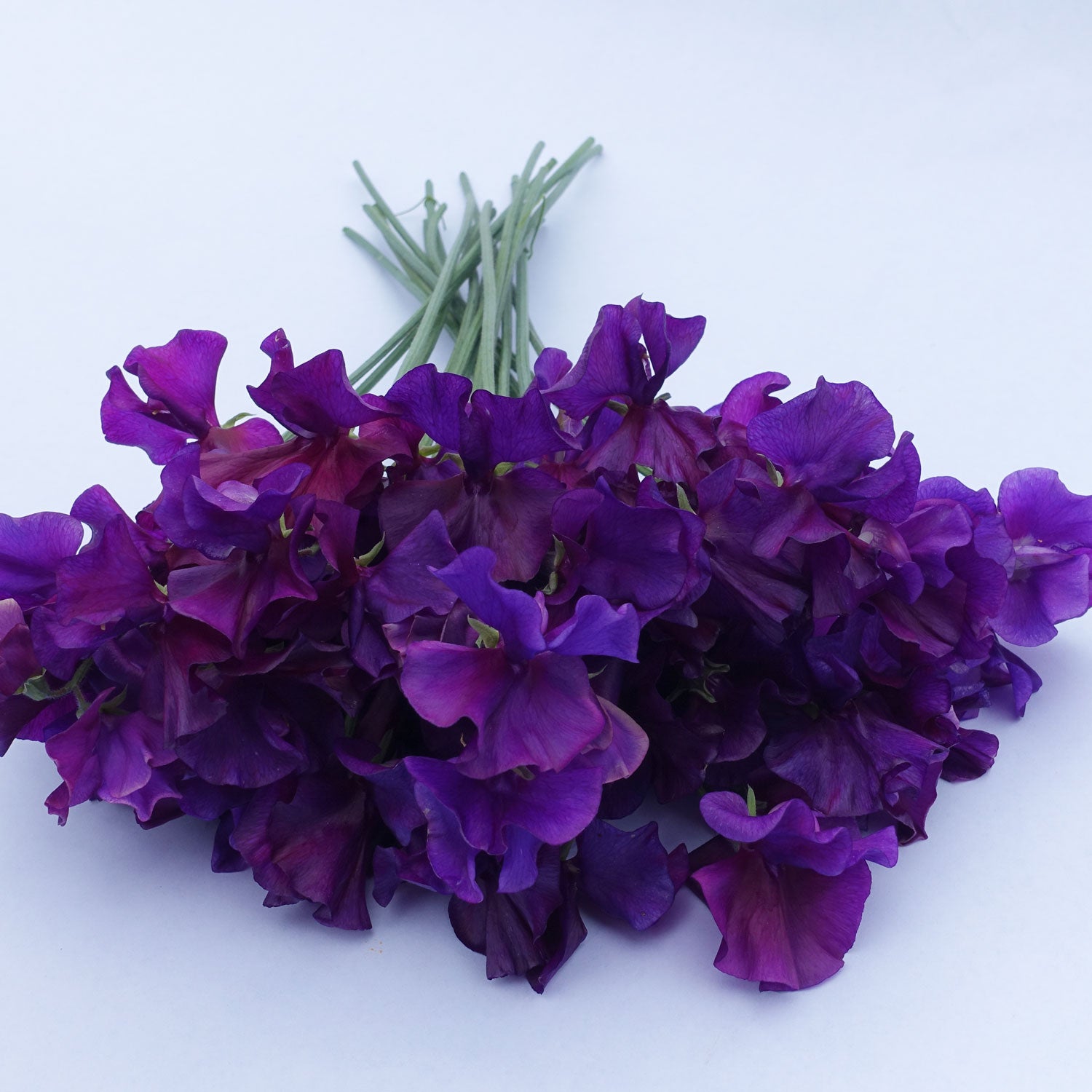 Bouquet of Blue Velvet Sweet Pea Flowers