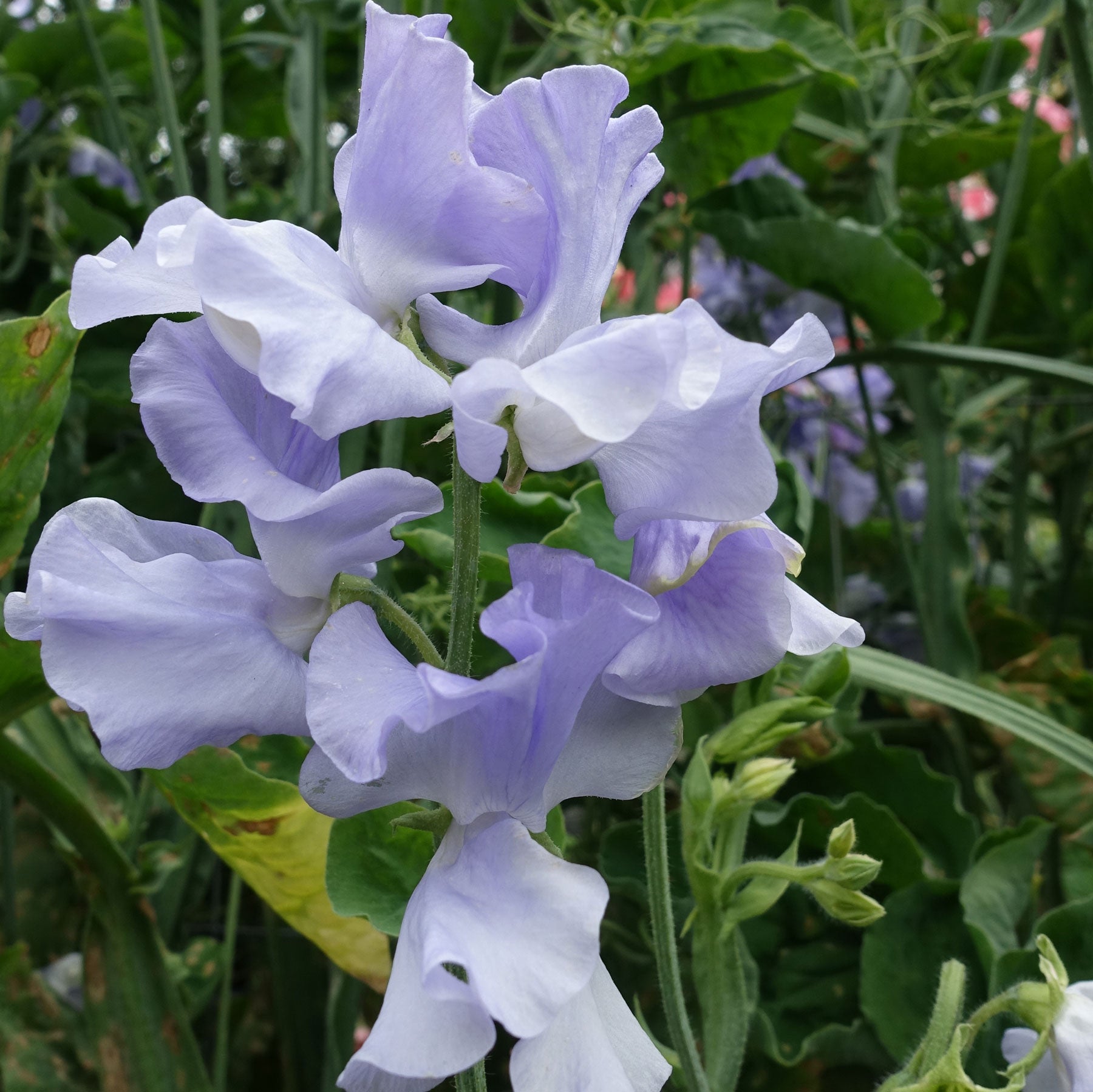 Bristol Sweet Pea Flower