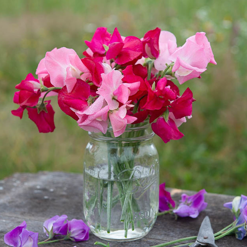 Buccaneer and Mrs Bernard Jones Sweet Pea Flowers