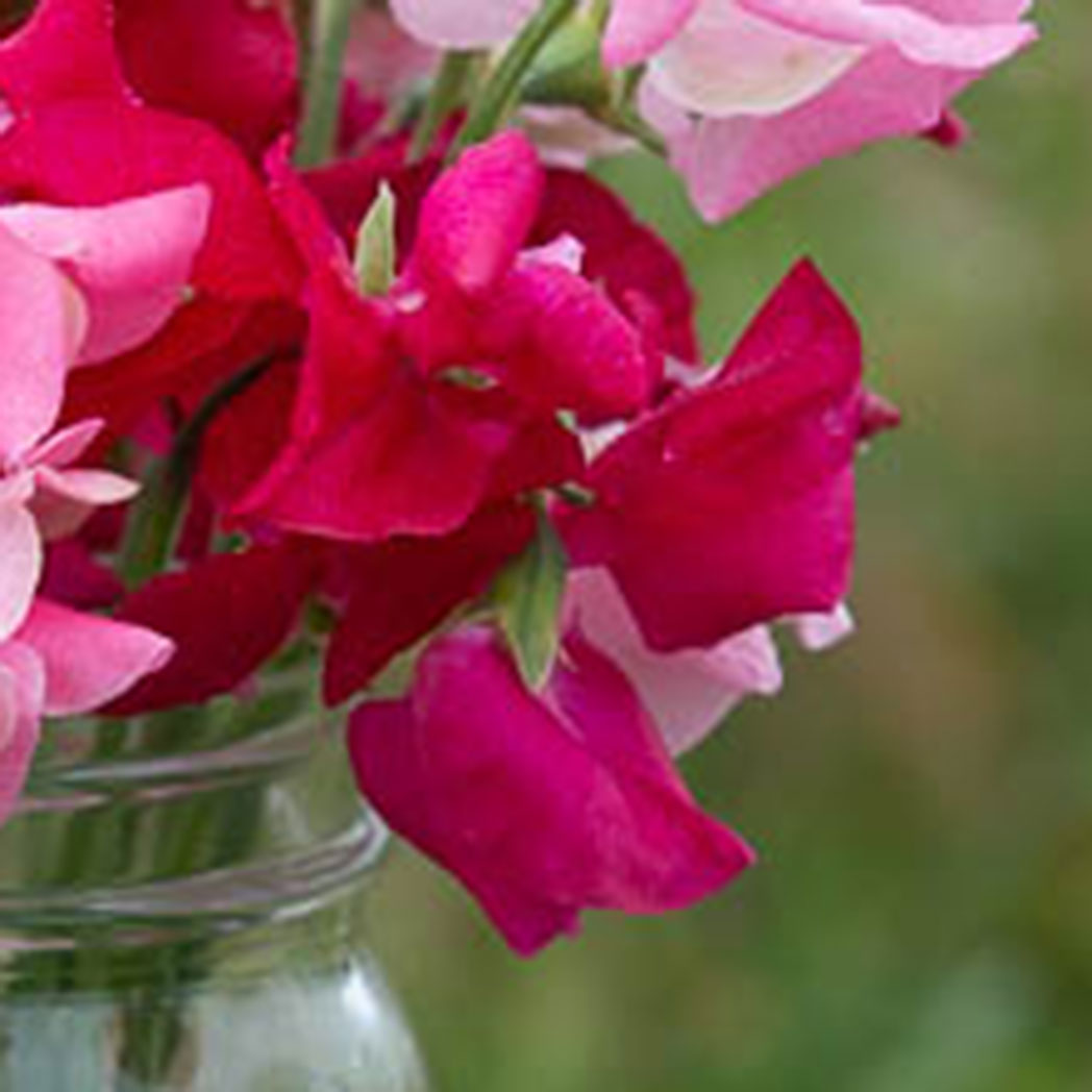 Buccaneer Sweet Pea Flowers