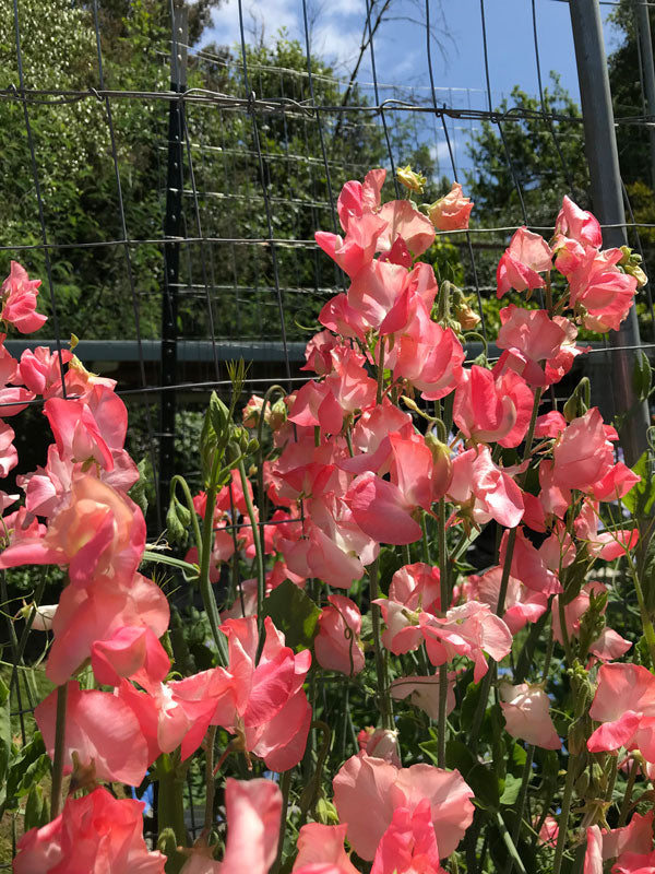 Sweet Pea Candyfloss