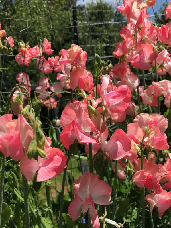 Sweet Pea Candyfloss