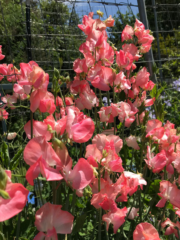 Sweet Pea Candyfloss