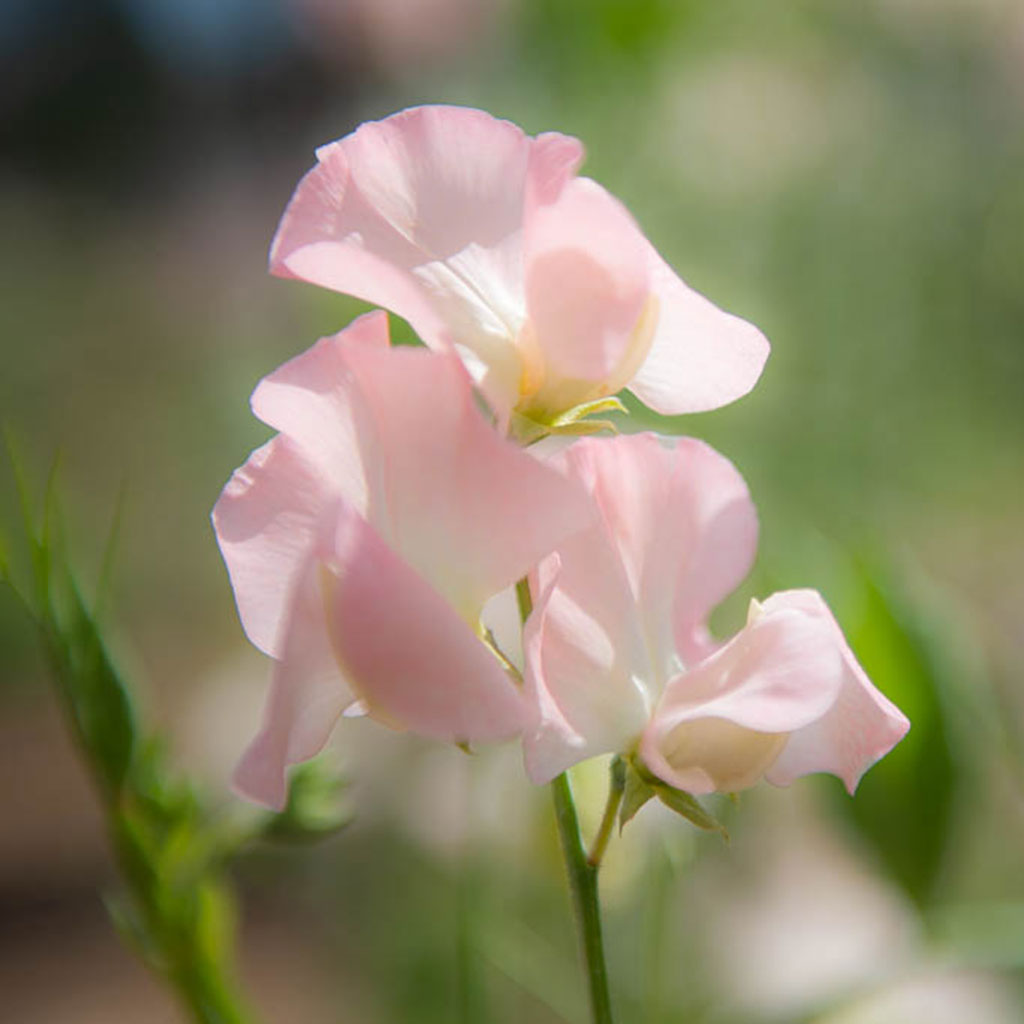 Castlewellan Sweet Pea Flowers