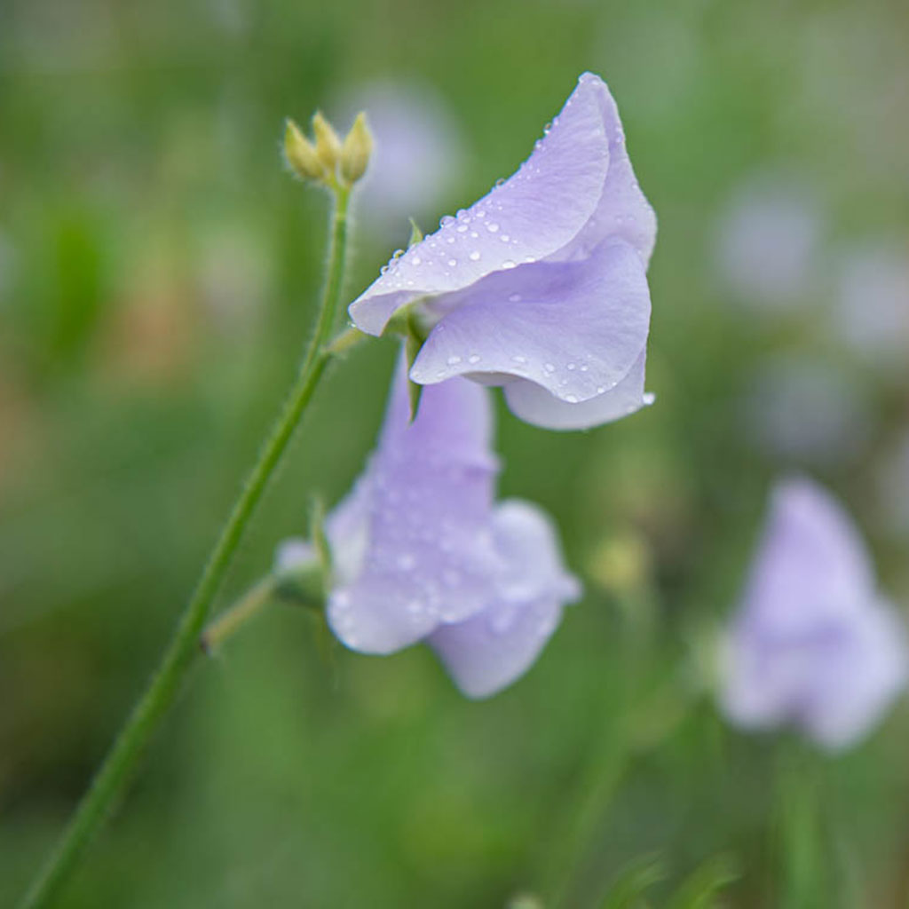 Chelsea Centenary Sweet Pea Flowers