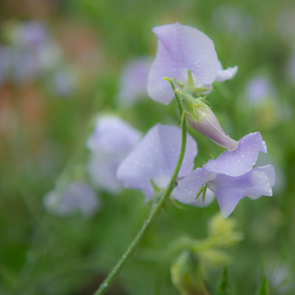 Chelsea Centenary Sweet Pea Flowers