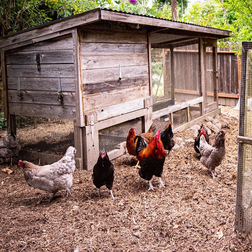 Using chickens in the garden