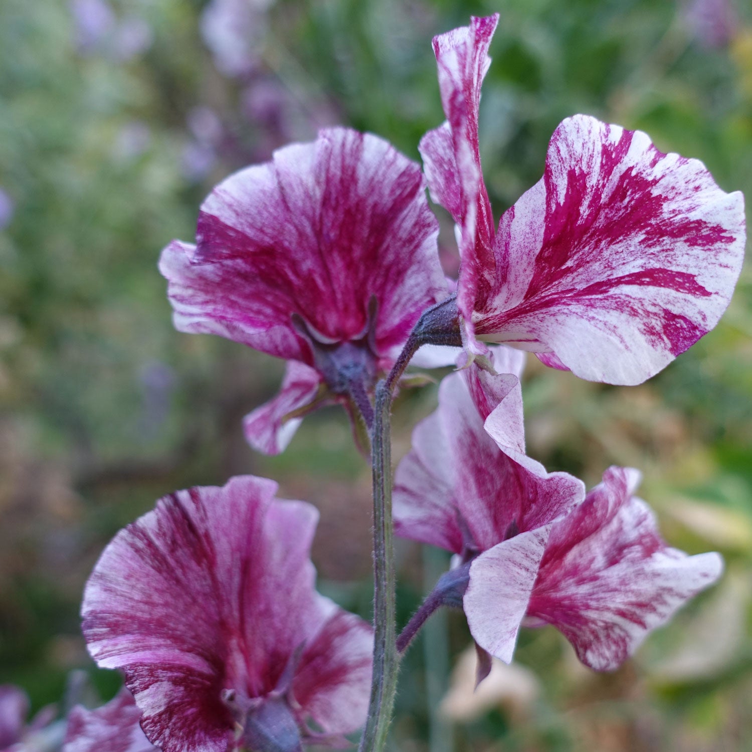 Close up of Chocolate Sweet Pea Flowers